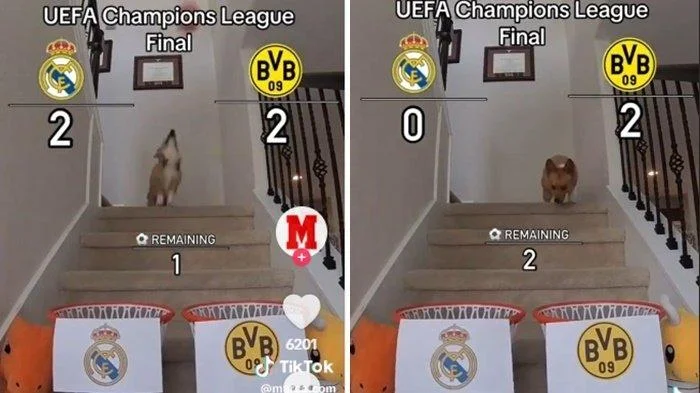 Viral Prediksi Anjing Pilih Dortmund vs Real Madrid Juara Liga Champions, Akurat Tebak MU Juara FA